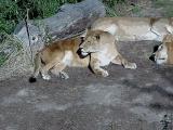 Big cats at St. Louis Zoo