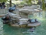 Sea Lions at St. Louis Zoo