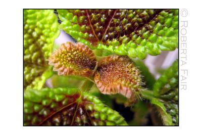 Leaf Macro