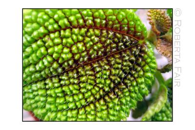 Leaf Macro