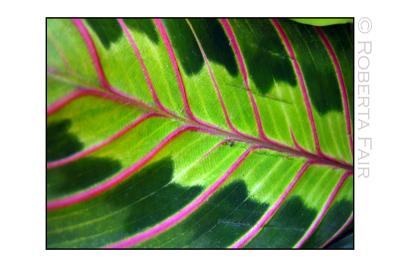 Leaf Macro