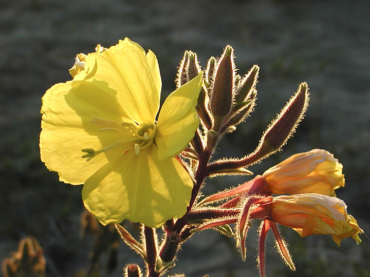 Backlit flower