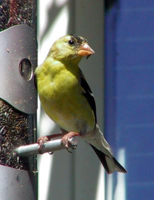 American Goldfinch : Carduelis tristis