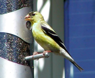 American Goldfinch (male)