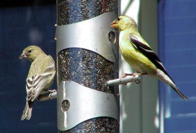 American Goldfinch (male and female)