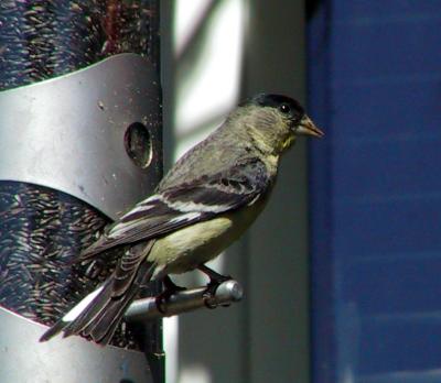 Lesser Goldfinch (male)