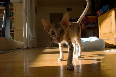 What are you pointing at me?