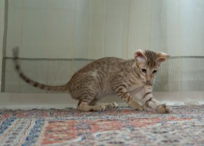 I tell you, this smells of something!!