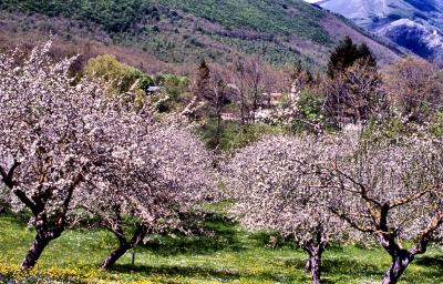 Apple trees in flower - 2004 - by Pietrolucci R.