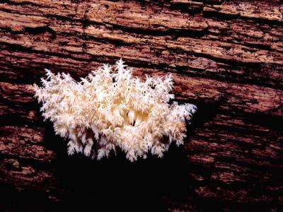 Hericium coralloides (ramosum) - 2005 - by Pietrolucci R.