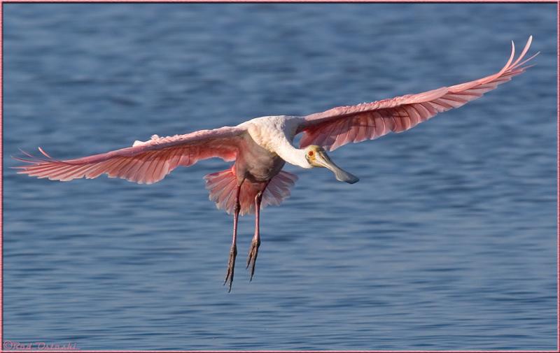 Spoonbill Landing