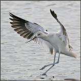 Avocet Landing