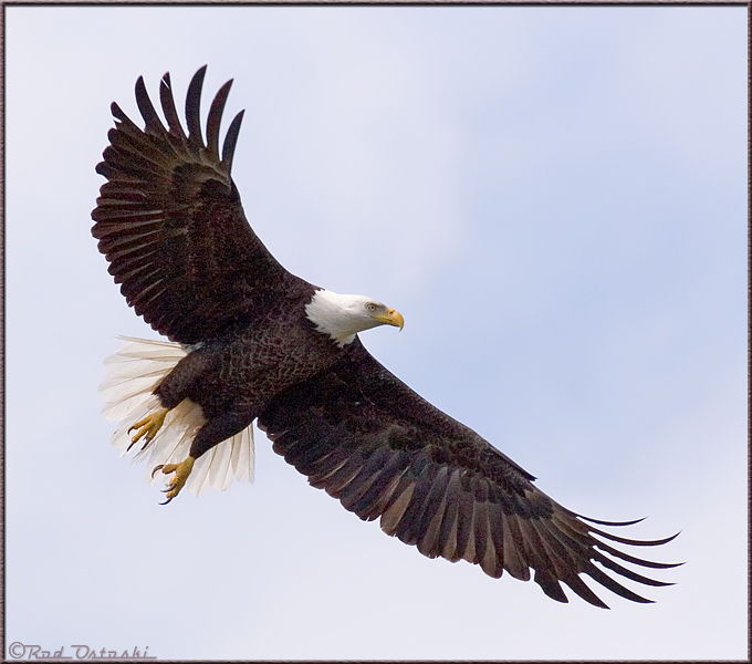 Eagle In-flight