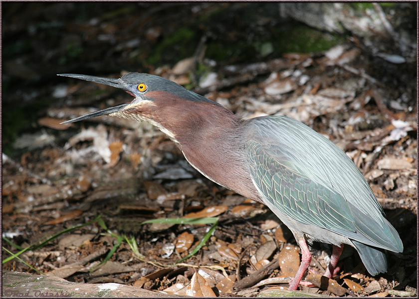 Green Heron