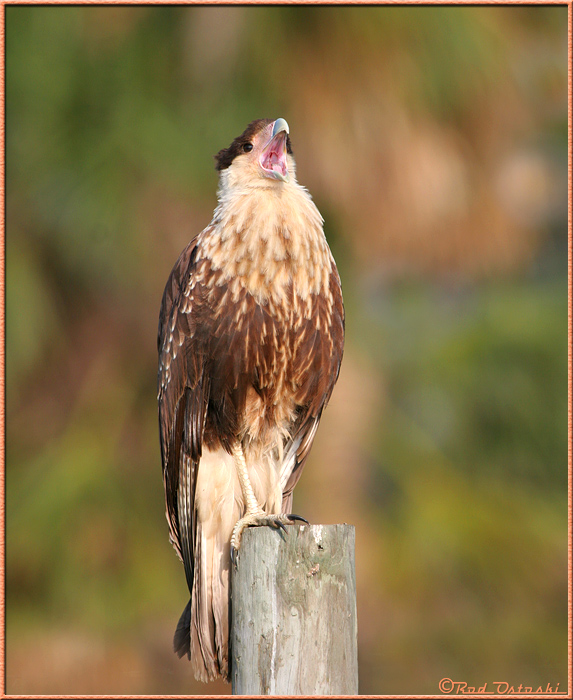 Caracara