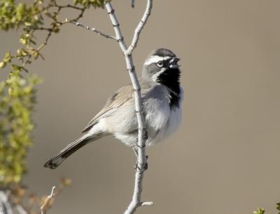 Black-throated Sparrow (Death Valley)