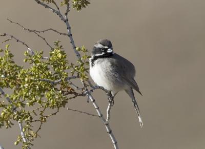 Black-throated Sparrow (Death Valley)