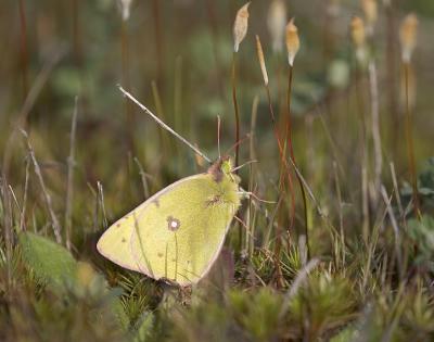 Orange sulphur  Colias eurytheme