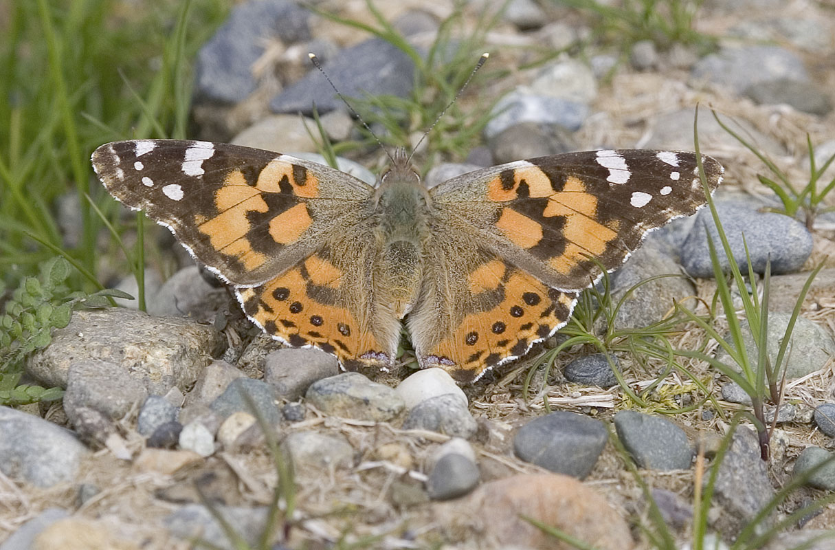 Painted lady  Vanessa cardui