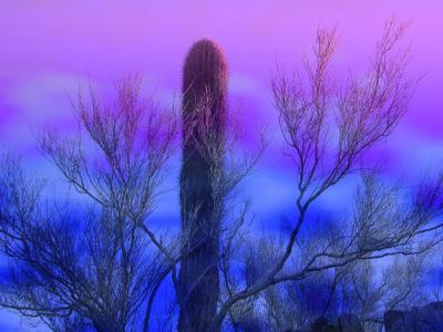 Cactus and purple sky