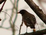 robin jan1 028.jpg