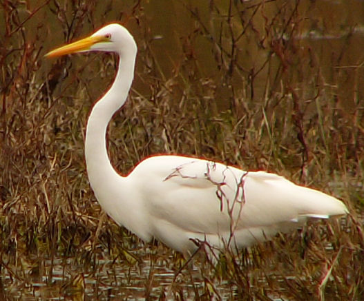 great egret jan1 005.jpg