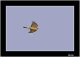 Sparrow Hawk.jpg