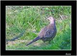 Hen Pheasant.jpg