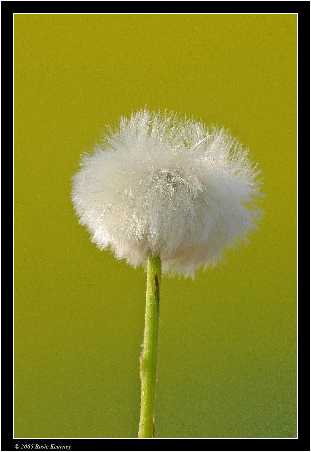 dandilions.