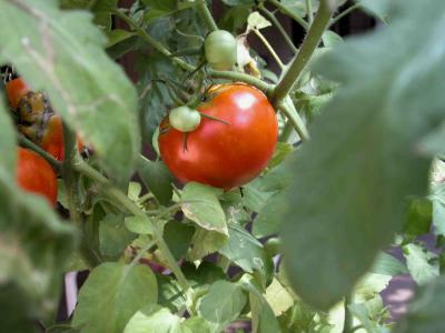 Tomato-1.jpg