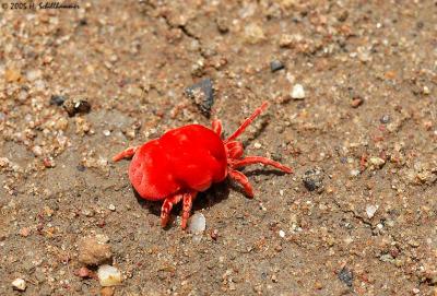 Velvet Mite