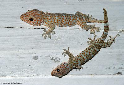 Gecko gecko