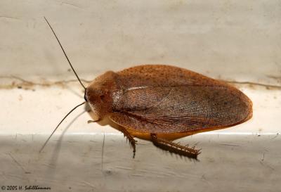 Cockroach