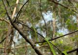 Whip snake