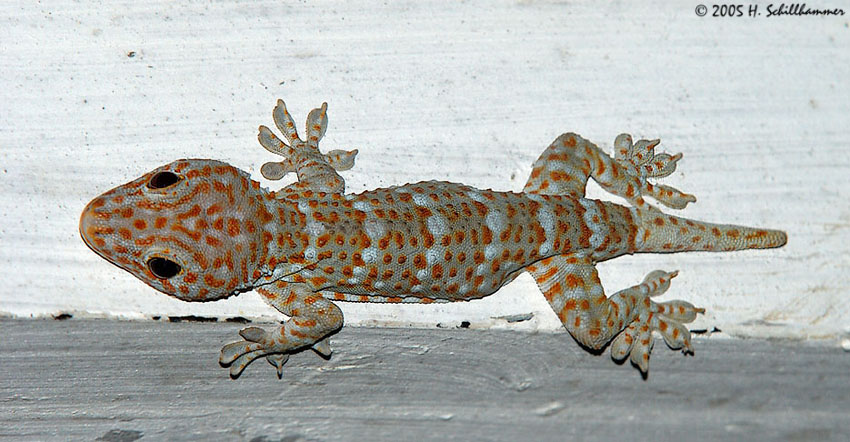 Gecko gecko