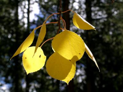 DSCN2386a.jpg