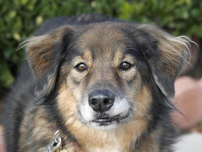Jan 2: Should I get a dog?