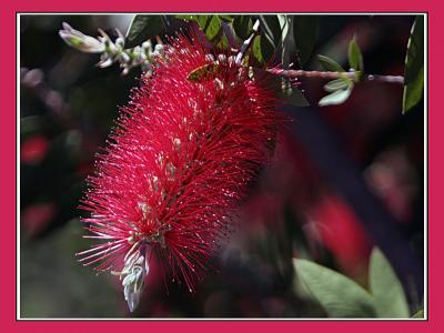 u12/rtwo/medium/42377531.Bottlebrush.jpg
