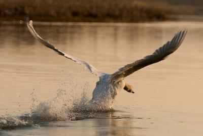 IMG_0266pb.jpg