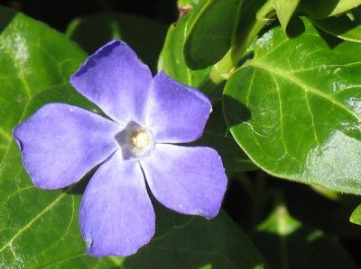 Vinca Minor