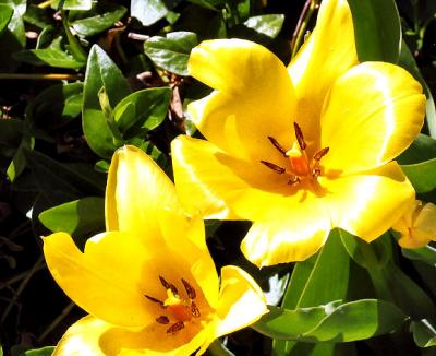 Bright Yellow Tulips