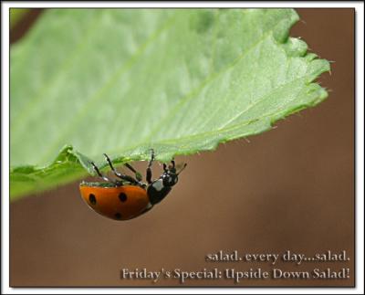 ladybug_caption.jpg
