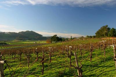 Sonoma Vineyard