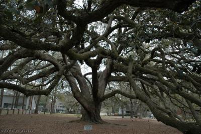 Majestic Oak