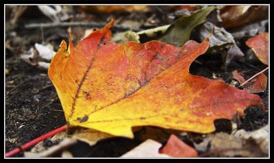 Maple leaf
