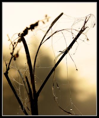 Dew on cobweb