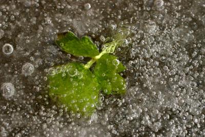 glace.jpg