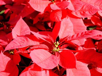 Poinsetta, (Euphorbia pulcherrima)