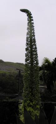 Cactus flower (Agave attenuata)
