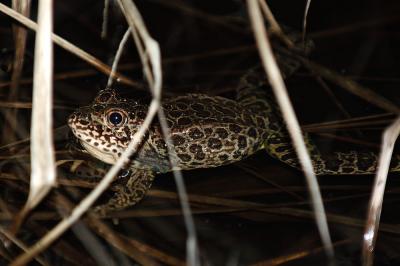 Rana areolata (crawfish frog), Benton County AR